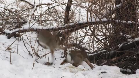 Lynx and Bobcat: The Clever Art of Rabbit Hunting Revealed