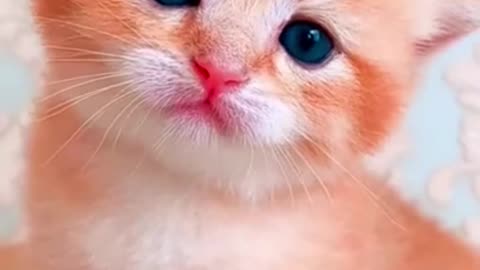 Cute Kittens😍WILL MELT YOUR HEART❤️❤️❤️😸 #Shorts #feline #cat #cute #kitten #mustwatch #viral