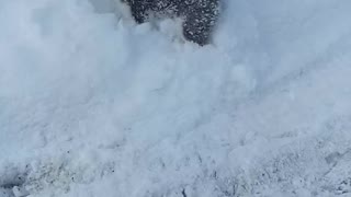 Puppy Loves Snow