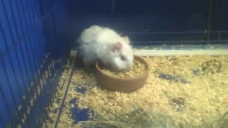 White abyssinian guinea pig, decided to eat in the bowl, it's cute! [Nature & Animals]