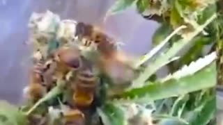Weed Honey Bees.