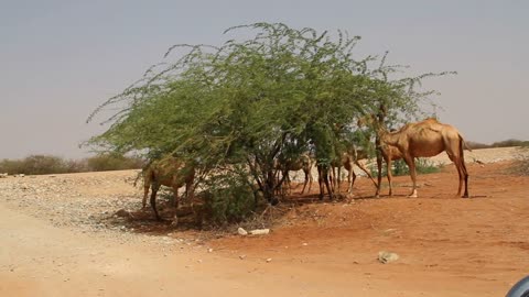 Camels Eating Tree