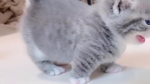 Tiny Munchkin Kittens That Will Lighten Up Your Day