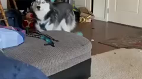husky singing and talking funny animals videos