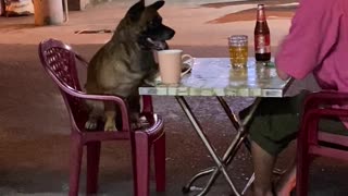 Dog Goes Down During High Five