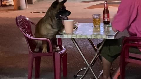 Dog Goes Down During High Five