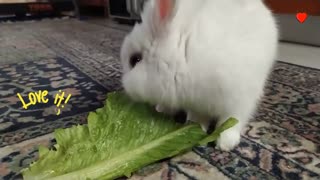 Cute rabbit eating lettuce | Asmr 🐰