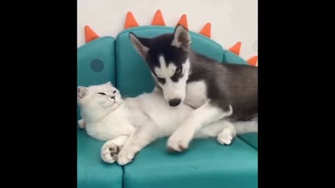 2021 best 🤣funny video of 🐕dog and 🐈cat 2021