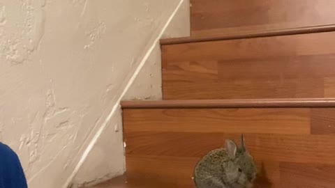 nothing stops my bunny