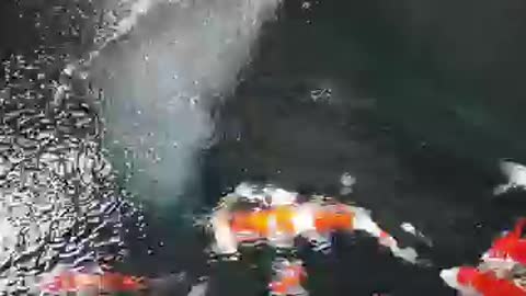 koi fish pond (11)