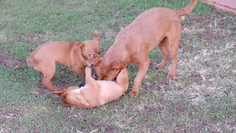 Dogs play together in a great way