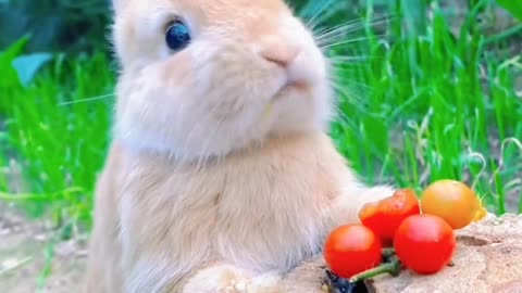 Satisfying Rabbit Eating Food ASMR That Makes You Calm Original Satisfying Videos PART - 11