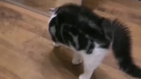 Do cats like to look in the mirror? Look at their strange reactions