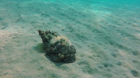 Octopus Masterfully Camouflages Itself as a Rock