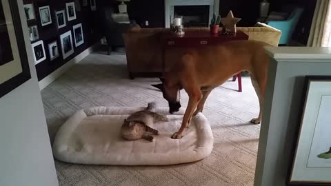 When the cat steals the dog's bed.
