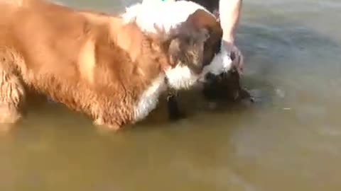 Saint Bernard Falls For Squirrel Trick From Up