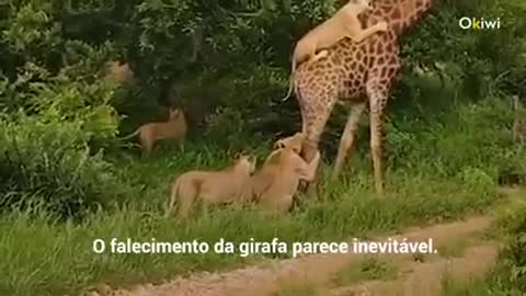 Essa girafa humilhou 6 leoas famintas. A cena era realmente incrível