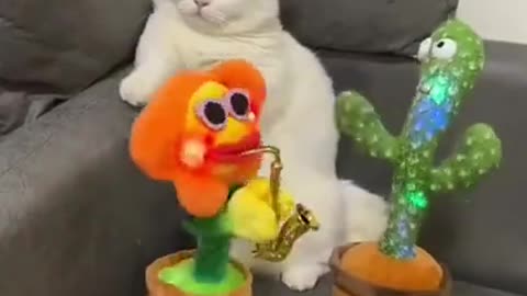 Baby Cat Funny Video #funnycat #catfunny #catvideo