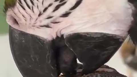 Macaw cracks walnut in slow motion