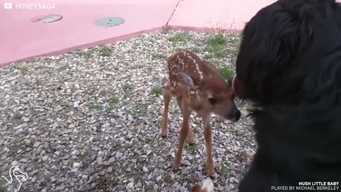 Man Finds Abandoned Baby Deer And Makes Her A Little Cast