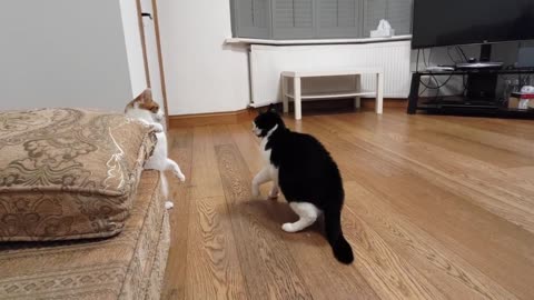 Cat fight