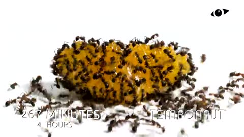 Ants vs Tangerine Time-lapse
