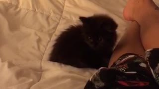 Small black kitten pounces owner on bed