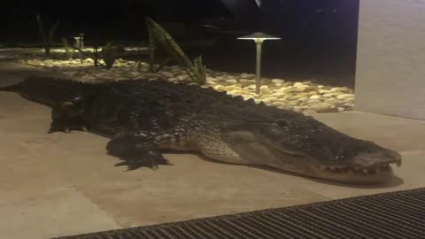 Massive Gator Spotted Outside Sarasota Home