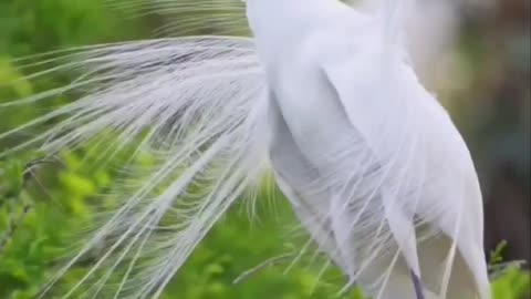 BEAUTIFUL GREAT EGRET