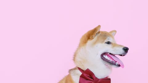 cute-dog-with-a-bow-tie