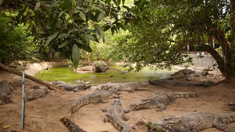 Many Crocodiles in a Crocodile Farm. Thailand