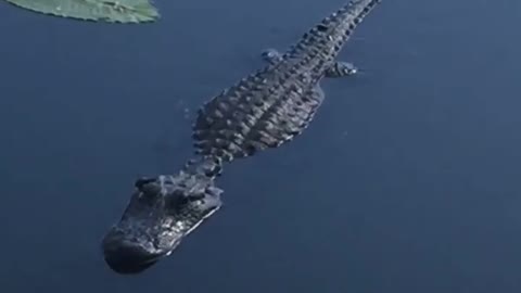 Alligator in Everglades