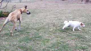 Puppy Takes Lead In Lively Game With Three Huge Danes