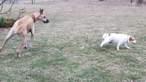 Puppy Takes Lead In Lively Game With Three Huge Danes