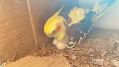 Cockatiel with four eggs #b4birds #cockatielbird #egg #eggs #cockatiel