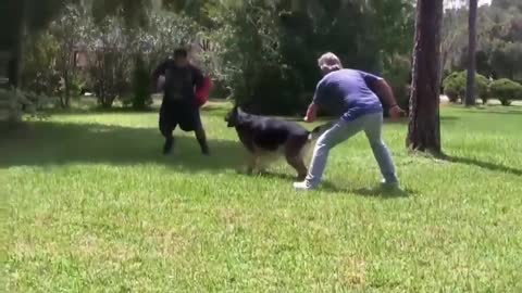 How to make dog become aggressive with a few tips.