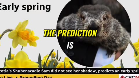 GROUNDHOG DAY 2024..WHAT GROUNDHOG DECIDED