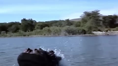 12 Hippo Encounters That Went Horribly Wrong