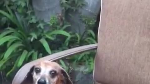 Old Dachshund Begs For Food And Wine At Dinner Party