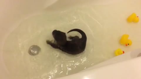 Otter Takes a Bath