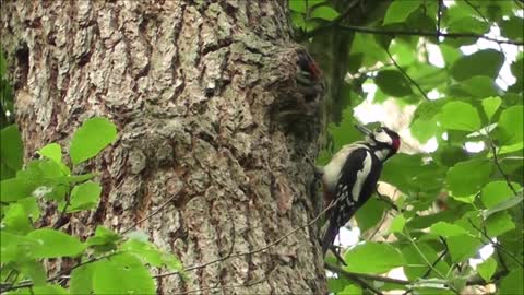 Woodpecker Bird - Nature Animal Forest Bird Feeding