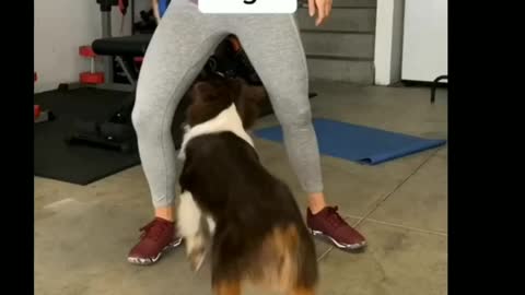 Best and easy tips to train your dog