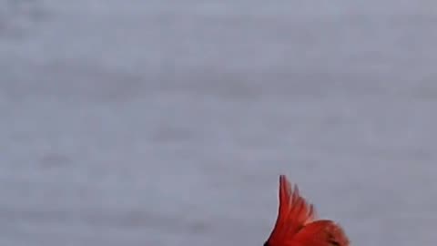 Northern cardinal Birds Animals Videos For Kids