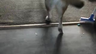 Malamute MMA