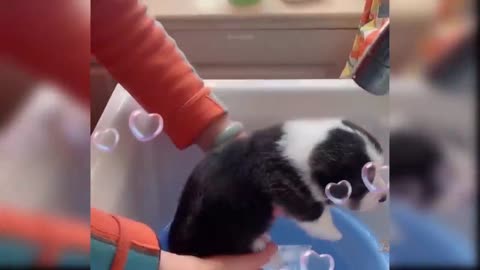 Baby dog cute video