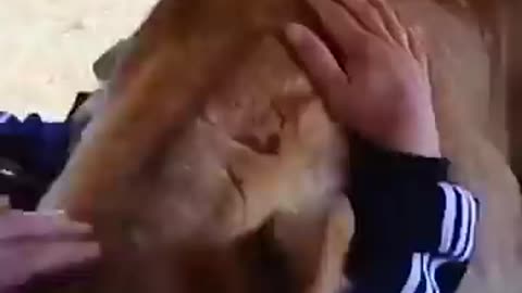 Emotional moment when animals meet their owner