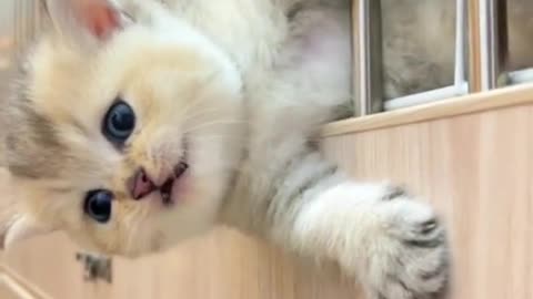 Funny cat 🐈 videos
