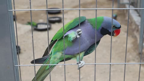 Bird eats prey