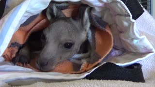 Orphan Joey Rescued from Mom's Pouch After Being Hit by Car