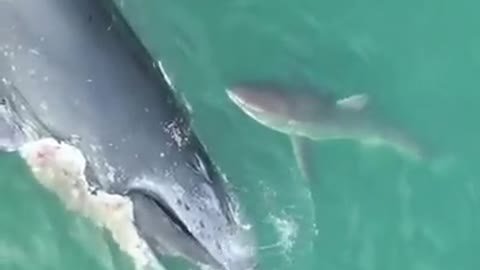 Shark eating the remains of a whale.